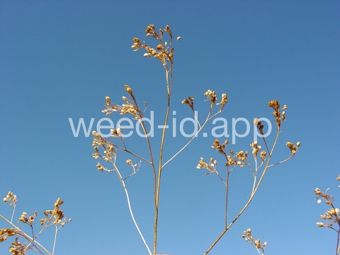 pepperweed, perennial